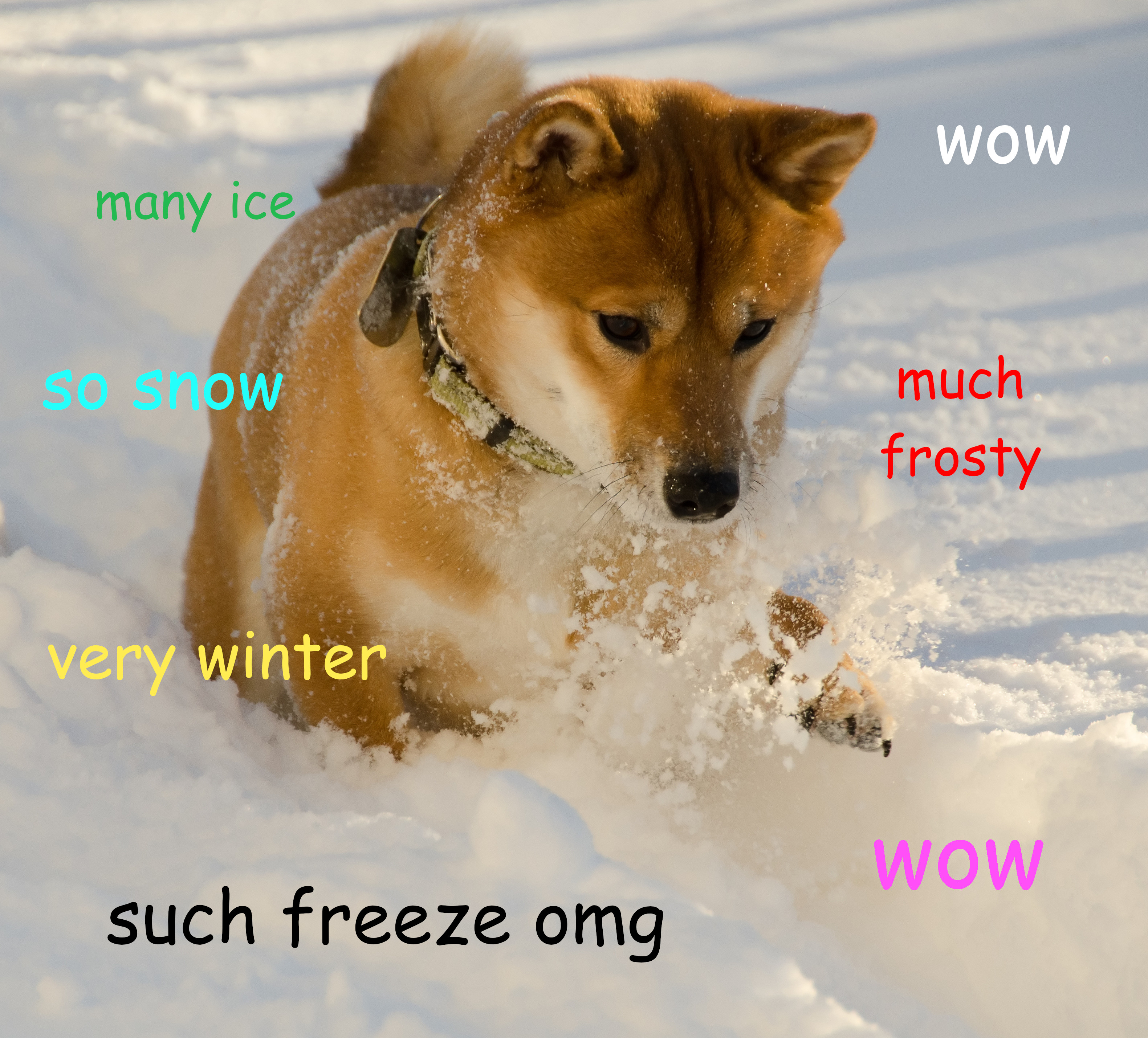 Doge meme example with overlaid caption text, localized from a documented Wikimedia source.